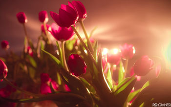 Vibrant Red Tulips screenshot