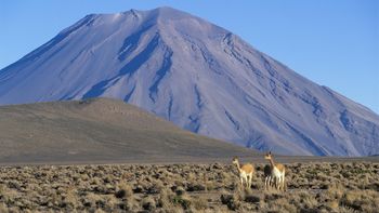 Vicuna Pair, Misti Volcano, Peru screenshot
