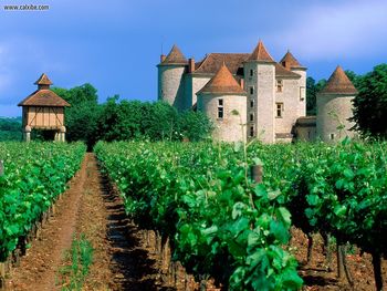 Vineyard, Cahors, Lot Valley, France screenshot