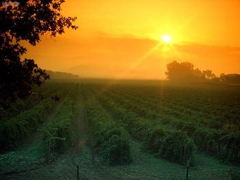 Vineyard Napa Valley California screenshot