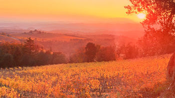 Vineyard Sunset Siena Tuscany Italy screenshot