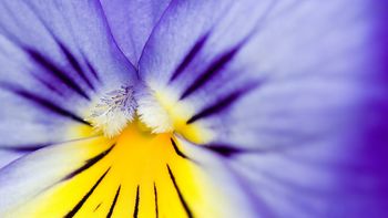 Viola Tricolor screenshot