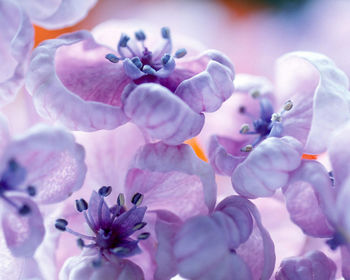 Violet Colors screenshot