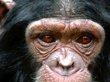 Visionary Chimpanzee screenshot