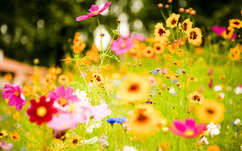Vivid Flowers screenshot