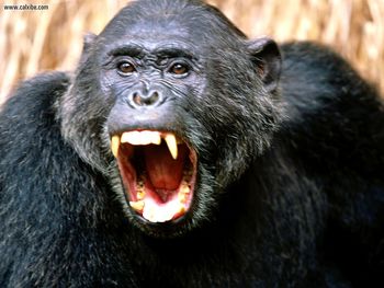 Vociferous Chimpanzee screenshot