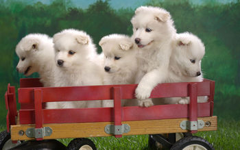 Wagonload of Samoyed Puppies screenshot