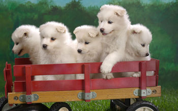 Wagonload of Samoyed Puppies screenshot