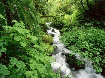 Wahkeena Creek, Columbia River Gorge, Oregon screenshot