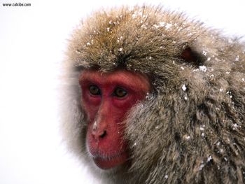 Waiting For Summer Japanese Snow Monkey screenshot