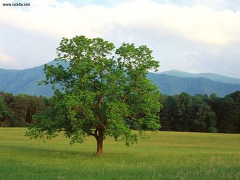 Walnut Tree Cades Cove Great Smoky Mountains National Park Tennessee screenshot