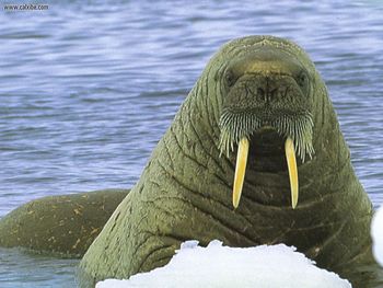 Walrus screenshot