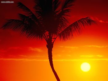 Warmth Of Summer Maui Hawaii screenshot