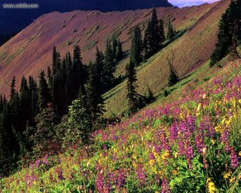 Washington View From Hurricane Ridge Road screenshot