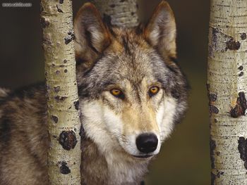 Watcher In The Woods Grey Wolf screenshot