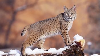 Watchful Bobcat, Uinta National Forest, Utah screenshot