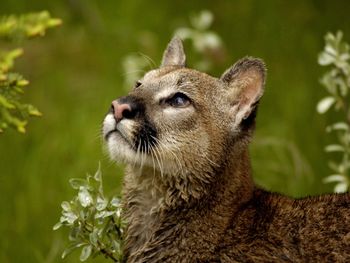 Watchful Cougar, Montana screenshot