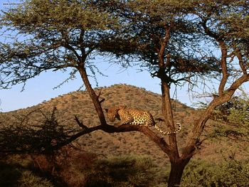 Watchful Eyes Leopard Kenya Africa screenshot