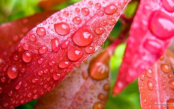 Water Bubbles on Pink Leaf screenshot