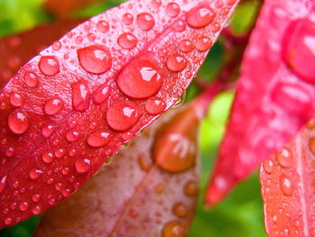 Water Drops on Leaves screenshot