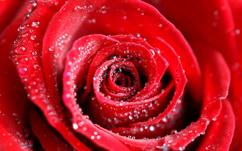 Water Drops on Red Rose screenshot