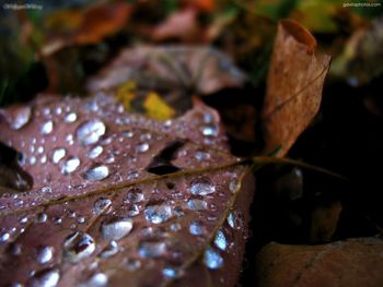 Water On Leef screenshot