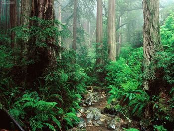 Webb Creek And Redwoods Mount Tamalpais State Park California screenshot