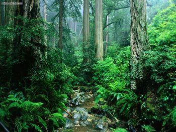 Webb Creek Tamalpais State Park California screenshot