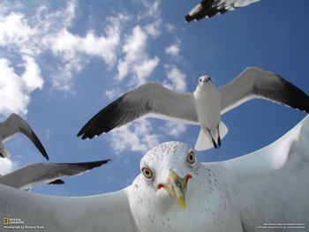 Weird Gaviotas In Sanibel Island, Florida screenshot