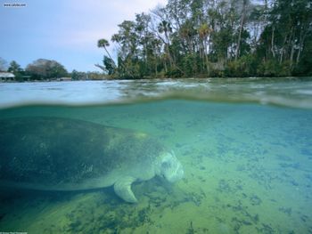 West Indian Manatee Crystal River Florida screenshot