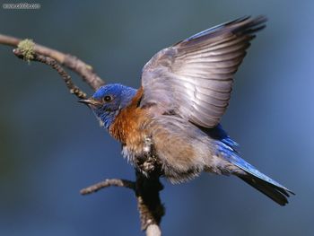 Western Bluebird screenshot