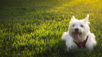 Westie Dog screenshot