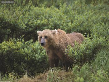 Wet And Wild Brown Bear Alaska screenshot