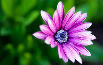 Wet Daisy screenshot