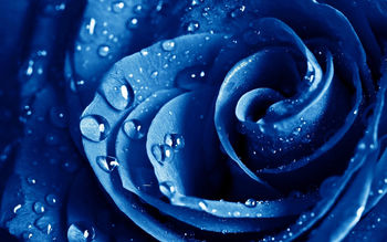 Wet Drops Blue Rose screenshot