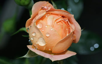 Wet Rose Bloom screenshot