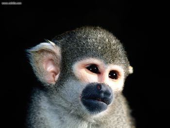 What A Cutie Squirrel Monkey screenshot
