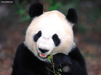 Whats For Dinner Giant Panda screenshot