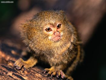 Whats Going On Up Here Pygmy Marmoset screenshot