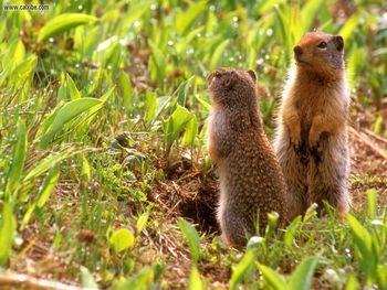 Whats Happening Ground Squirrels Cascade Mountains Washington screenshot