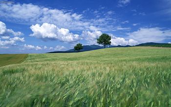 Whispering Field screenshot