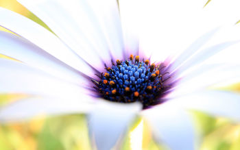 White Beauty screenshot