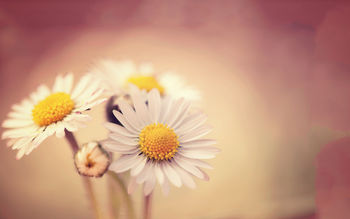 White Daisies screenshot