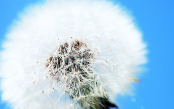 White Dandelion screenshot