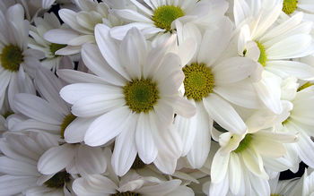 White Lilys screenshot