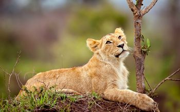 White Lion Cub screenshot