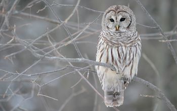 White Owl Tree screenshot
