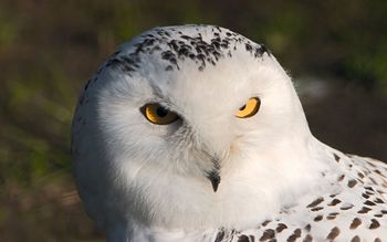 White Owl screenshot