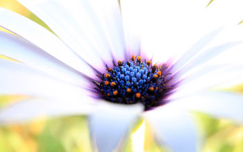 White Purple Flower screenshot