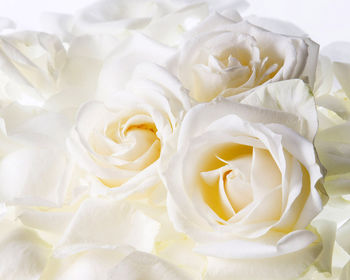 White Roses screenshot